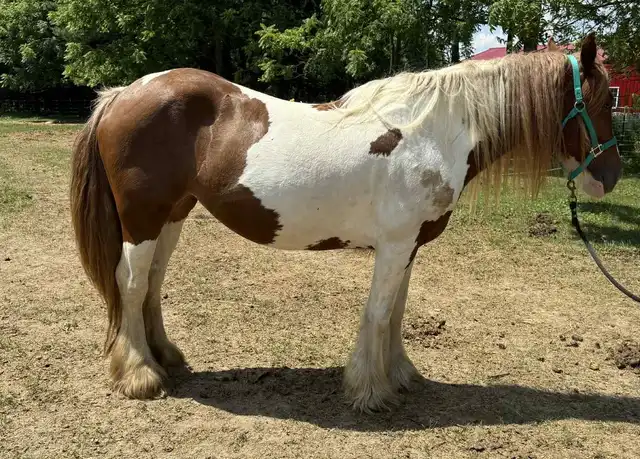 Preacher's Cherry Bomb - Media (Unknown)