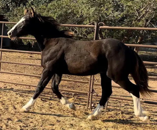 Almighty Luxury - Media (Unknown)