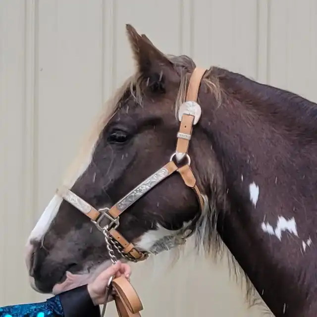 Renegades Skylark Song - Media (Unknown)