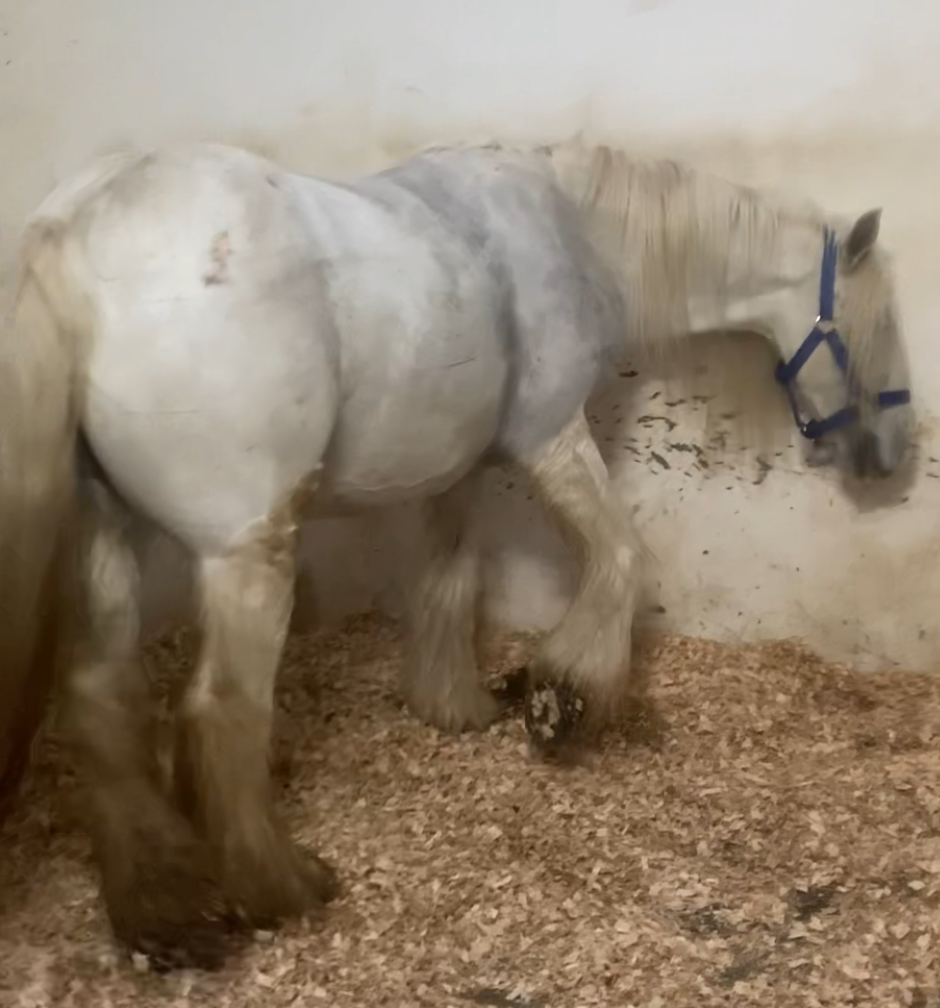 Miss Snowy - Media (Unknown)