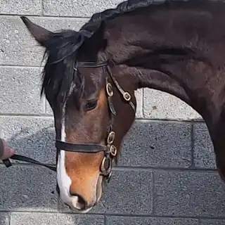 Glenbawn Biscuit