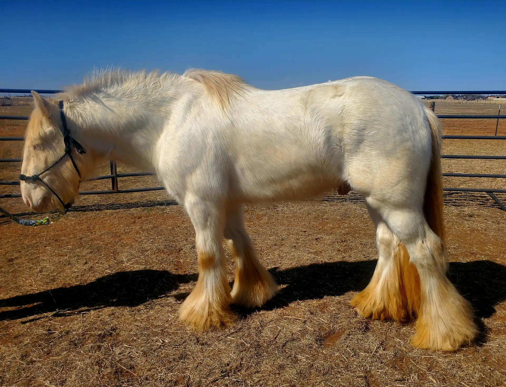 California Kid - Media (Unknown)