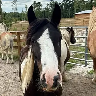 FDF Splashed With Royalty - Media (Unknown)