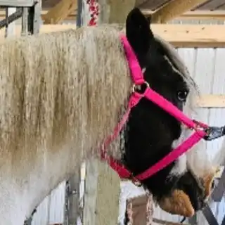 NR Casanovas Camille - Media (Unknown)