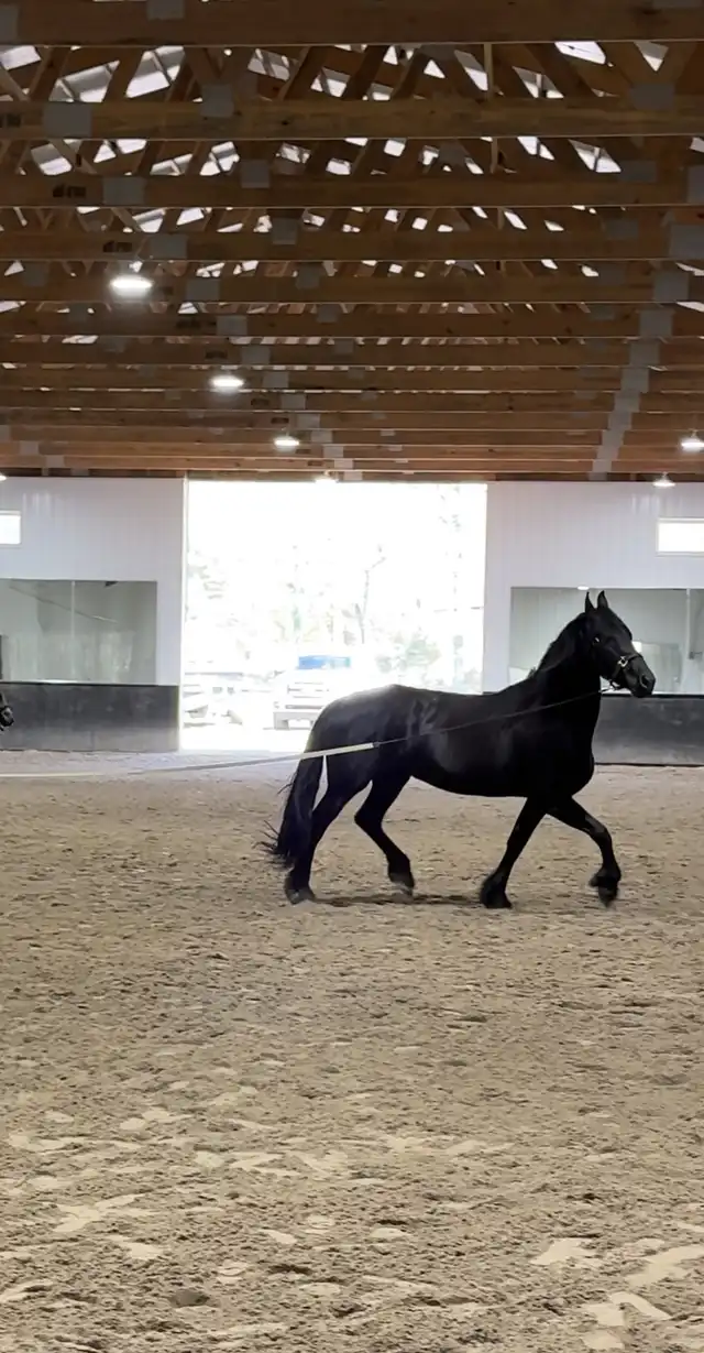 Registration Pedigree - Media (1806)