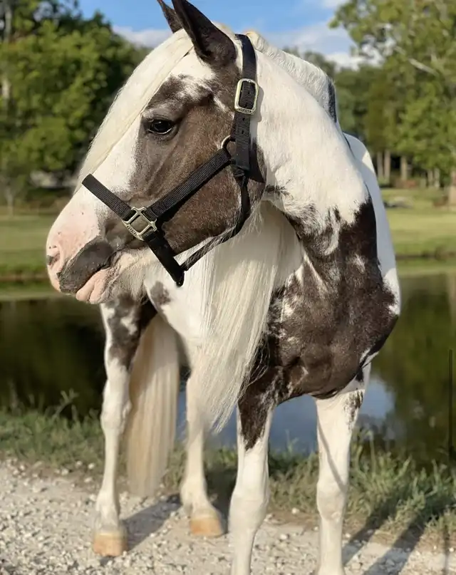 JTRW Lolita - Media (Unknown)