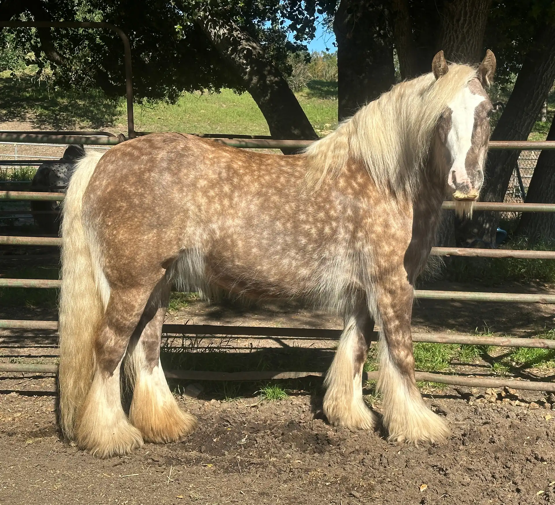 Elora Danan of Mysticroserealms - Media (Unknown)