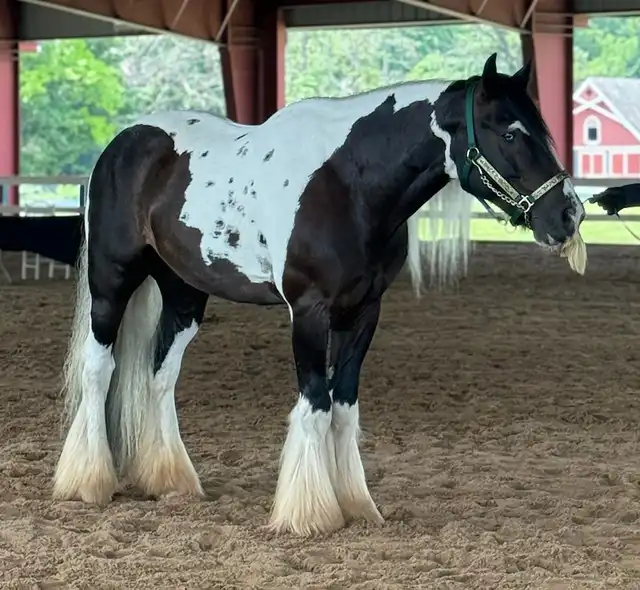 Rfm Gypsy Magics King Arthur of Alapocas - Media (Unknown)