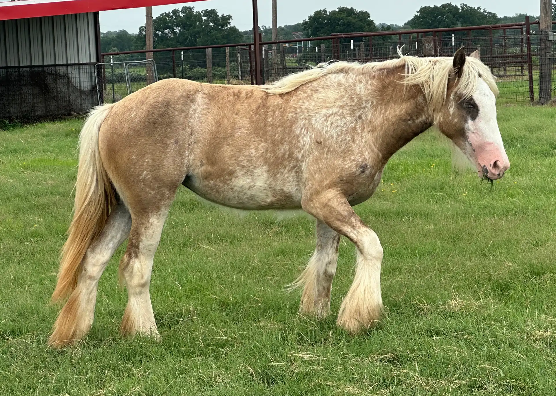 Mile Phantom - Media (Unknown)