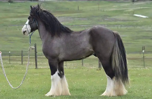 Verbal Pedigree - Media (1888)