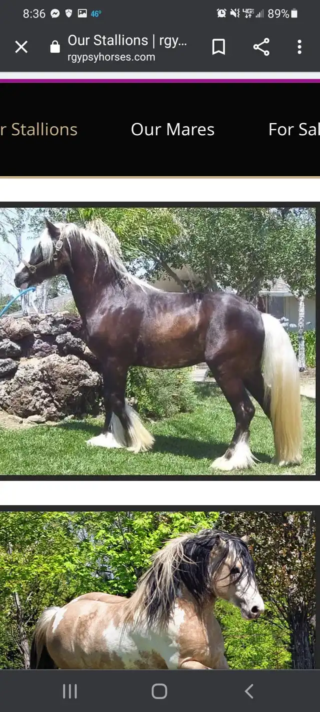 Verbal Pedigree - Media (1969)