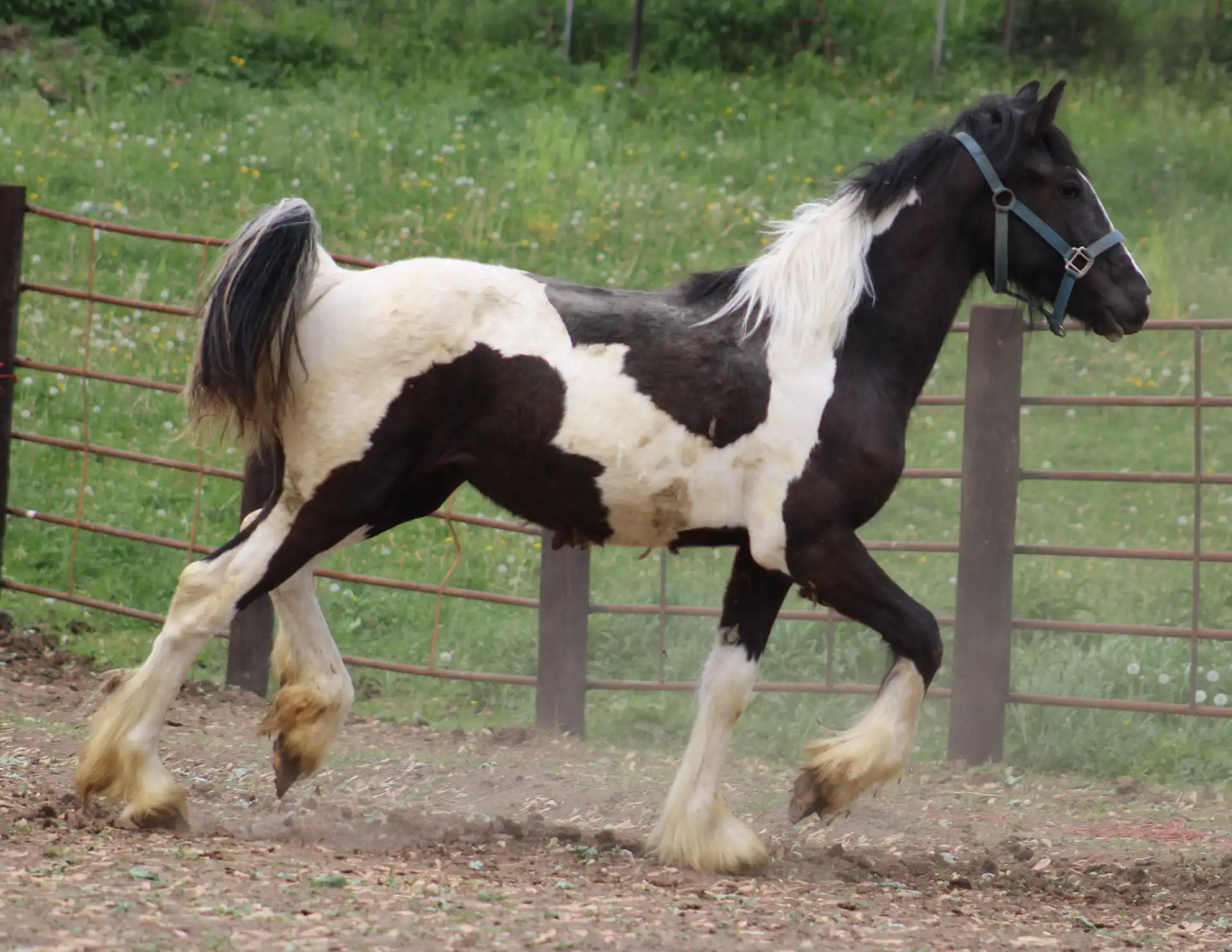 FVF Merida - Media (Unknown)