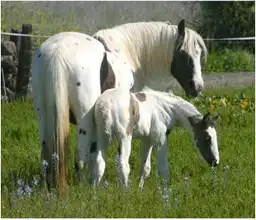 Verbal Pedigree - Media (1814)