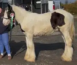 Cleggan Devine Happy Ever After, left side