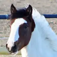 Blackshires Killian - Media (Unknown)