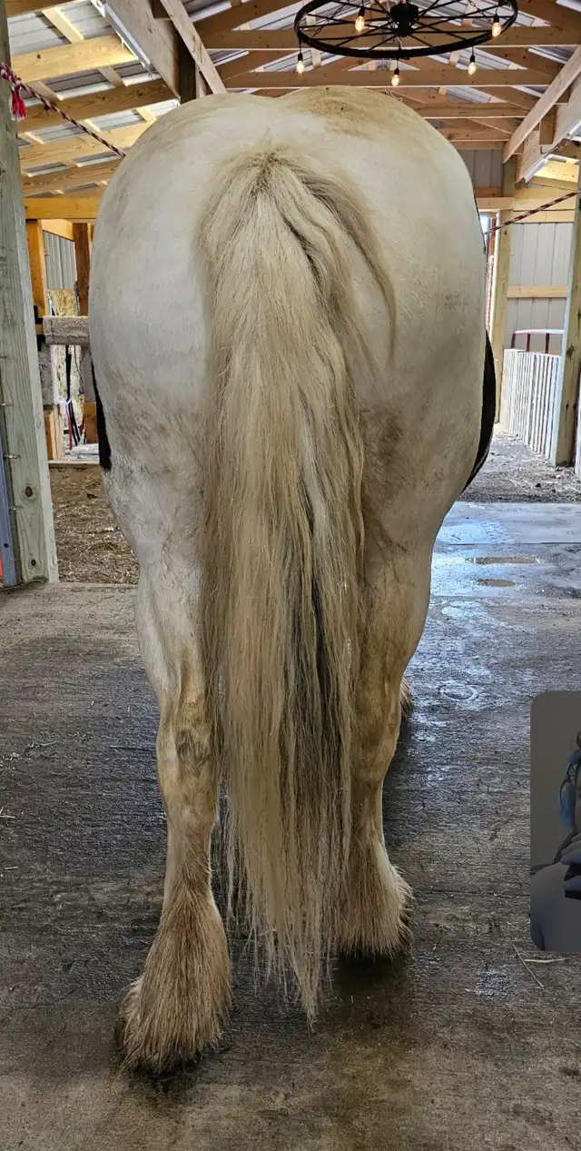 NR Casanovas Camille - Media (Unknown)