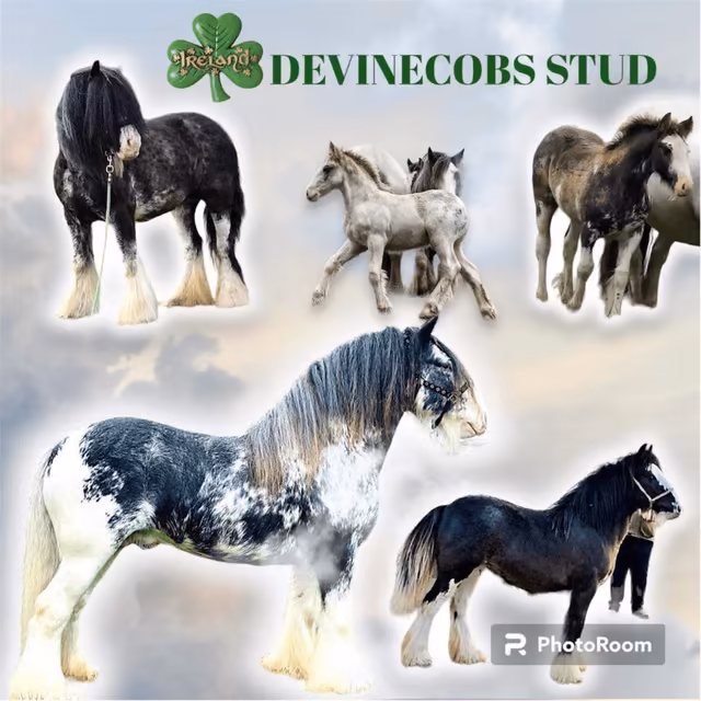 Devine Cobs - Media (397)