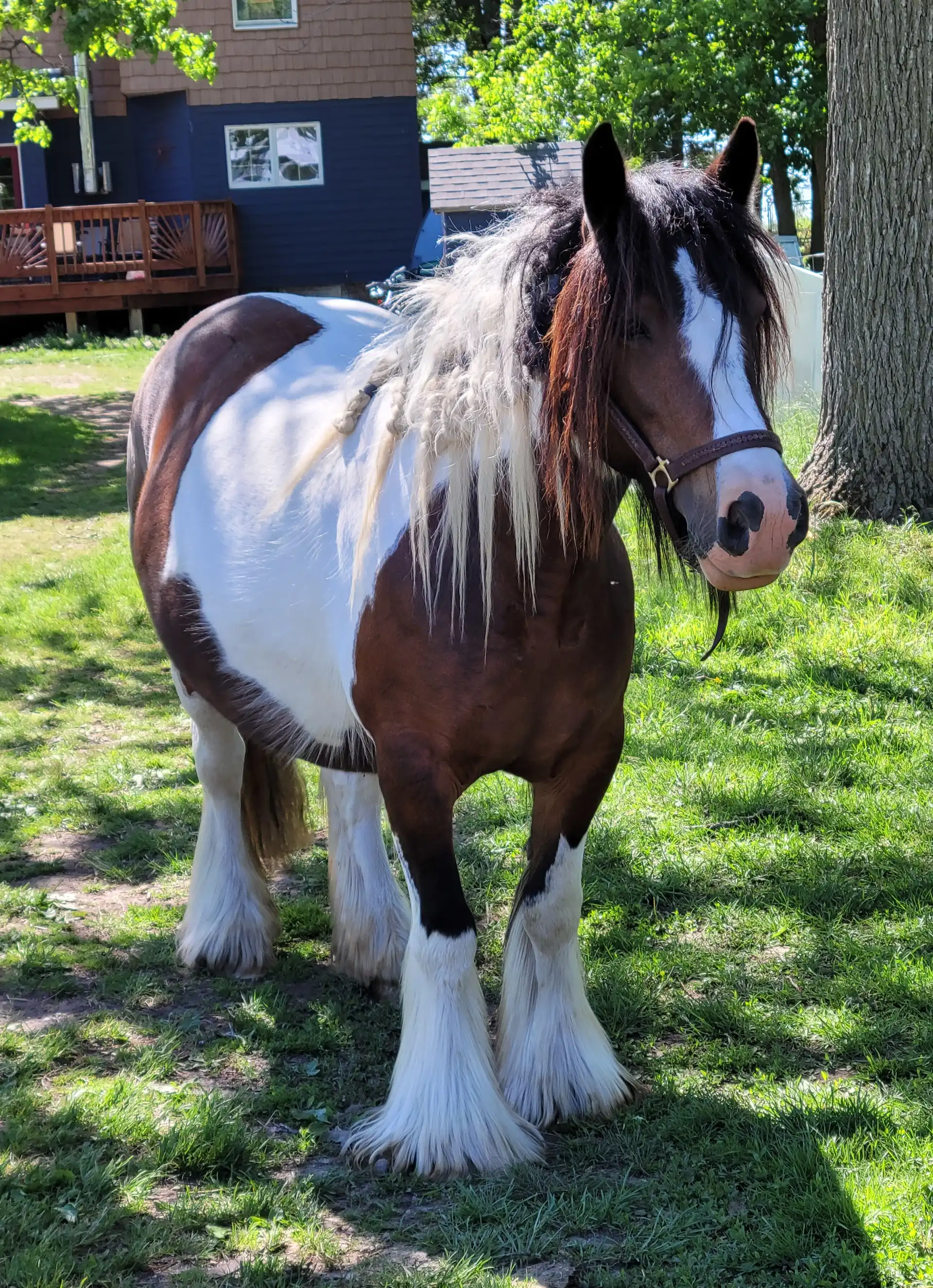 FTF Kalypso Bay Quarter Bok - Media (Unknown)