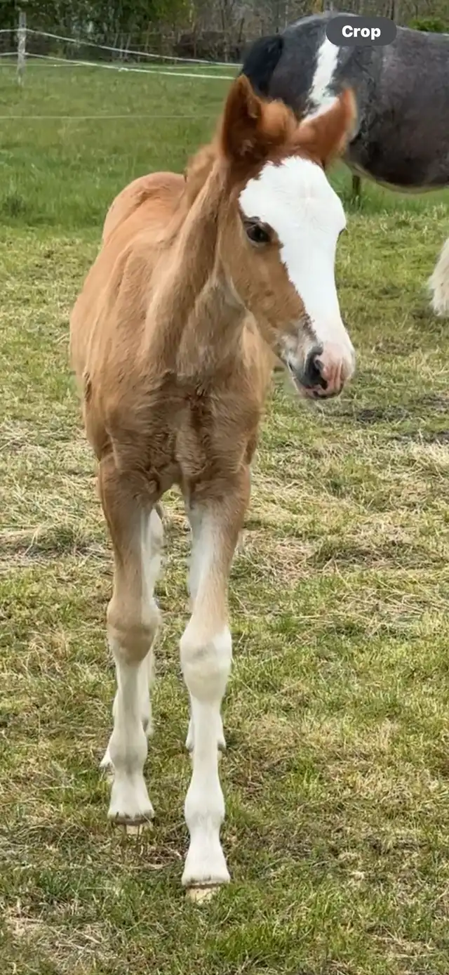 DEVINECOBS Devine's Simply Red - Media (Unknown)