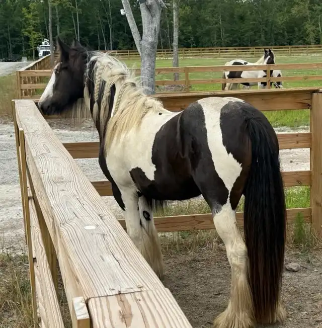 SMG  Whimseys Glorious Summer - Media (Unknown)