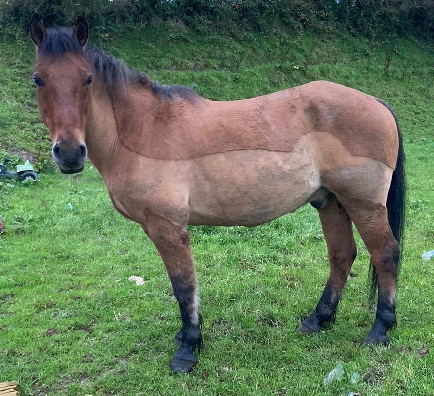 The Bartman - Media (Unknown)