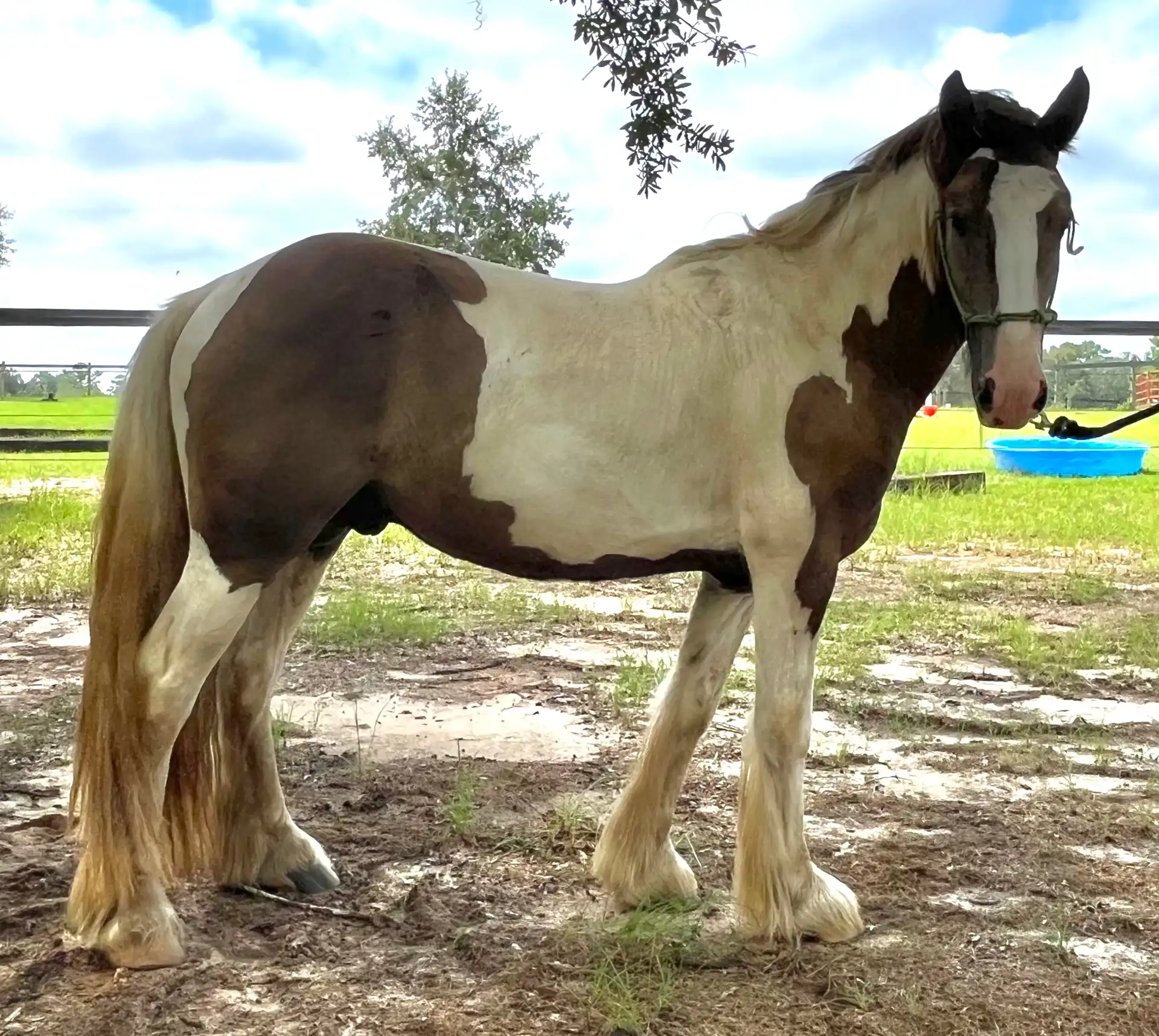 Mm Sir Southern Sam-I-Am - Media (Unknown)