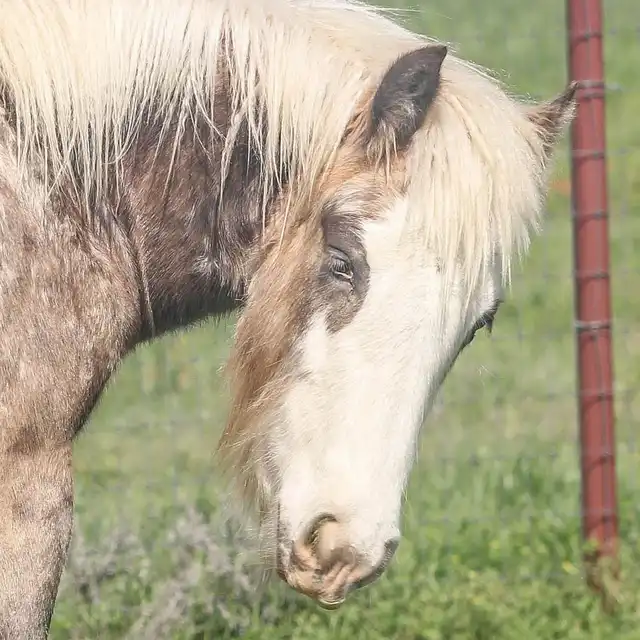 Mile Phantom - Media (Unknown)