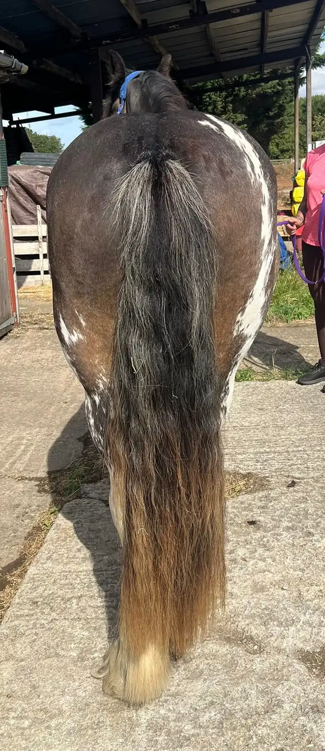 King Sior - Media (Unknown)