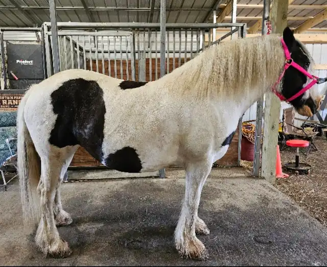 NR Casanovas Camille - Media (Unknown)