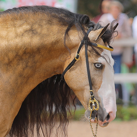 Hard Rock Hallelujah - Media (Unknown)