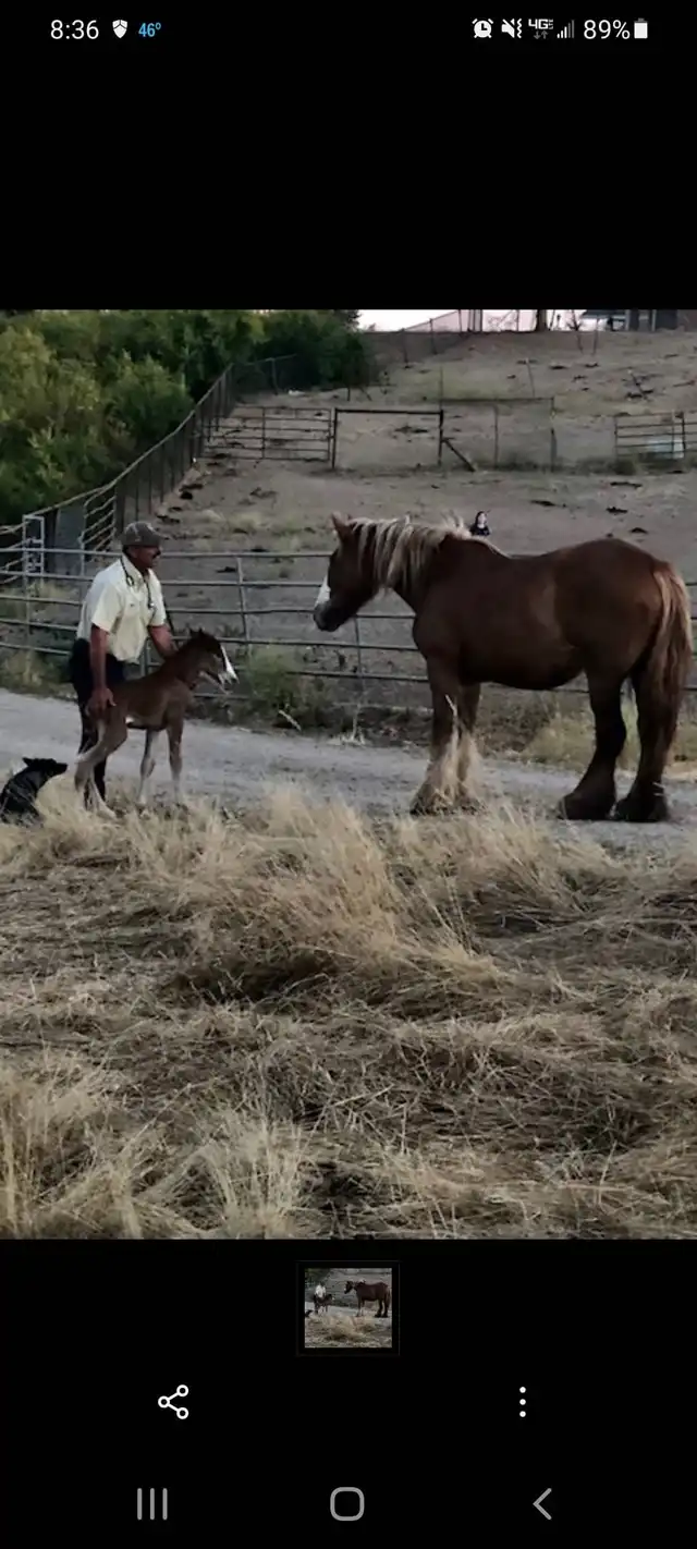 Verbal Pedigree - Media (1970)