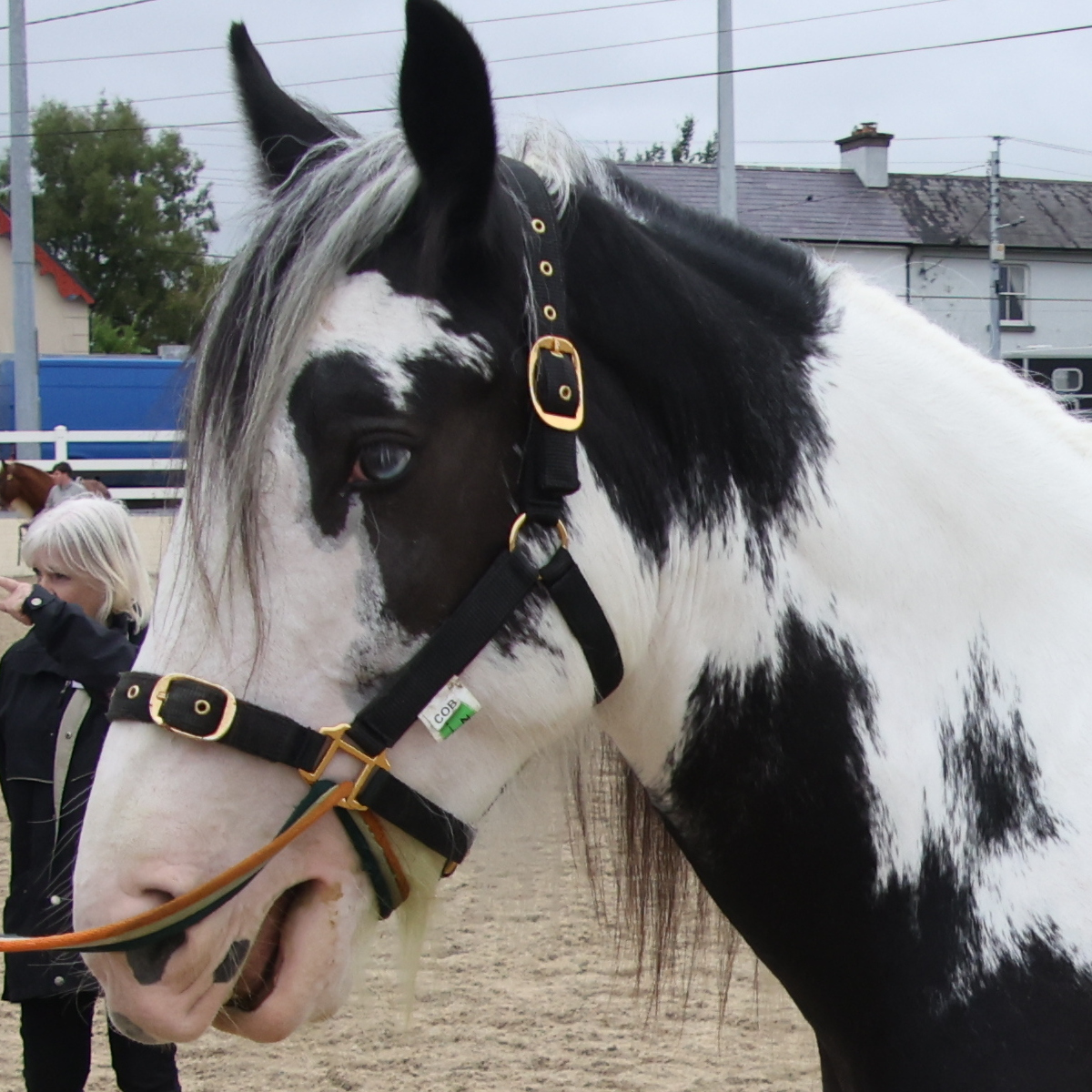 Shotgun - Media (Unknown)