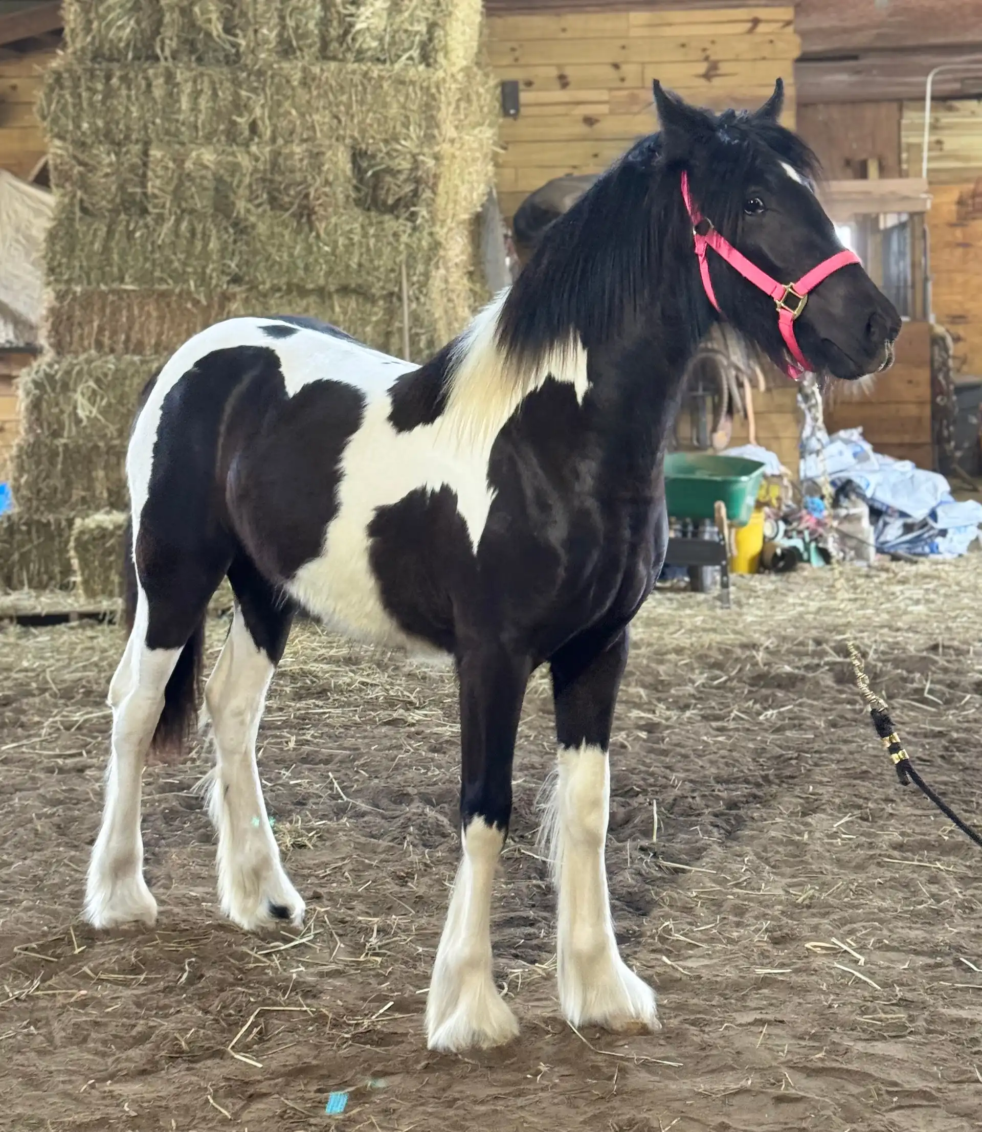 Belle Jl - Media (Unknown)