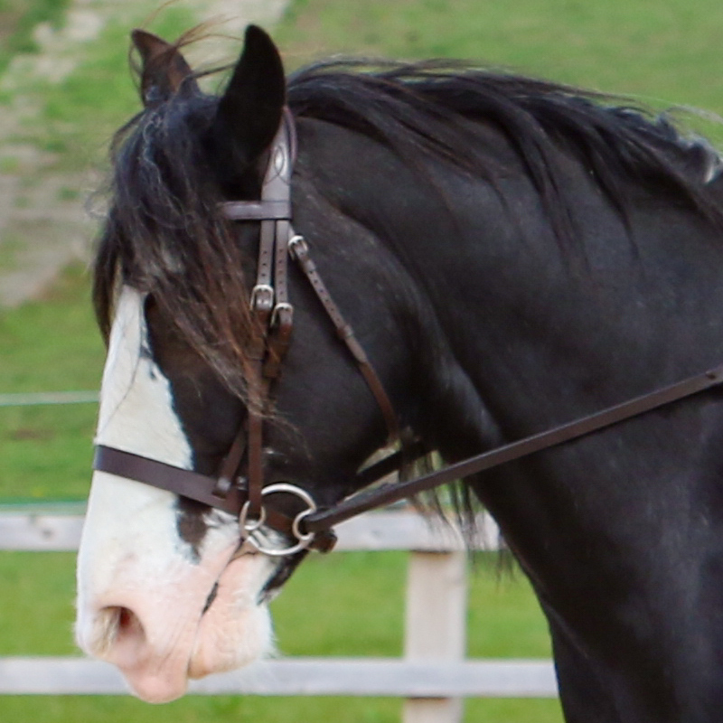 Mollie Moonshine - Media (Unknown)