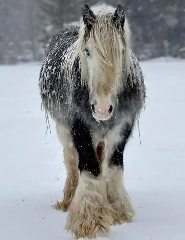 PSR She's a Lady - Media (Unknown)