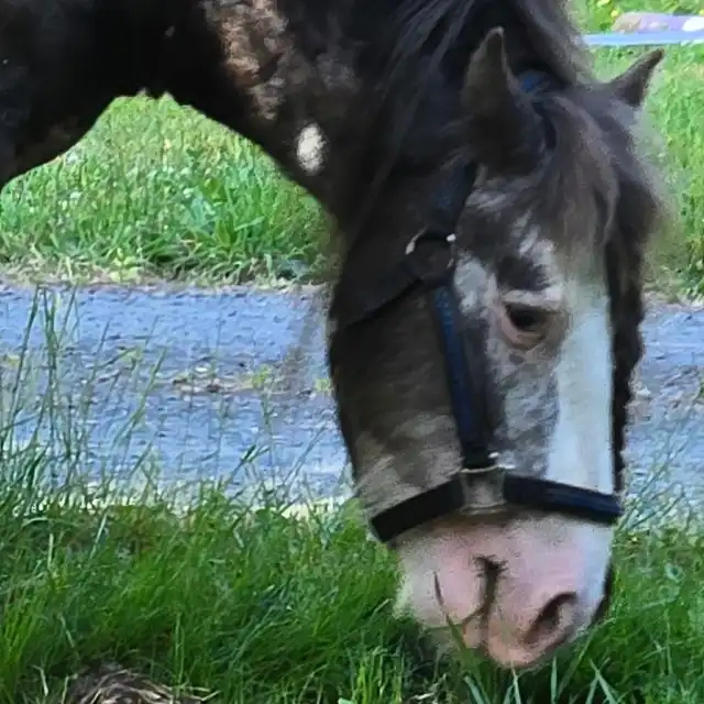 King Oberon - Media (Unknown)