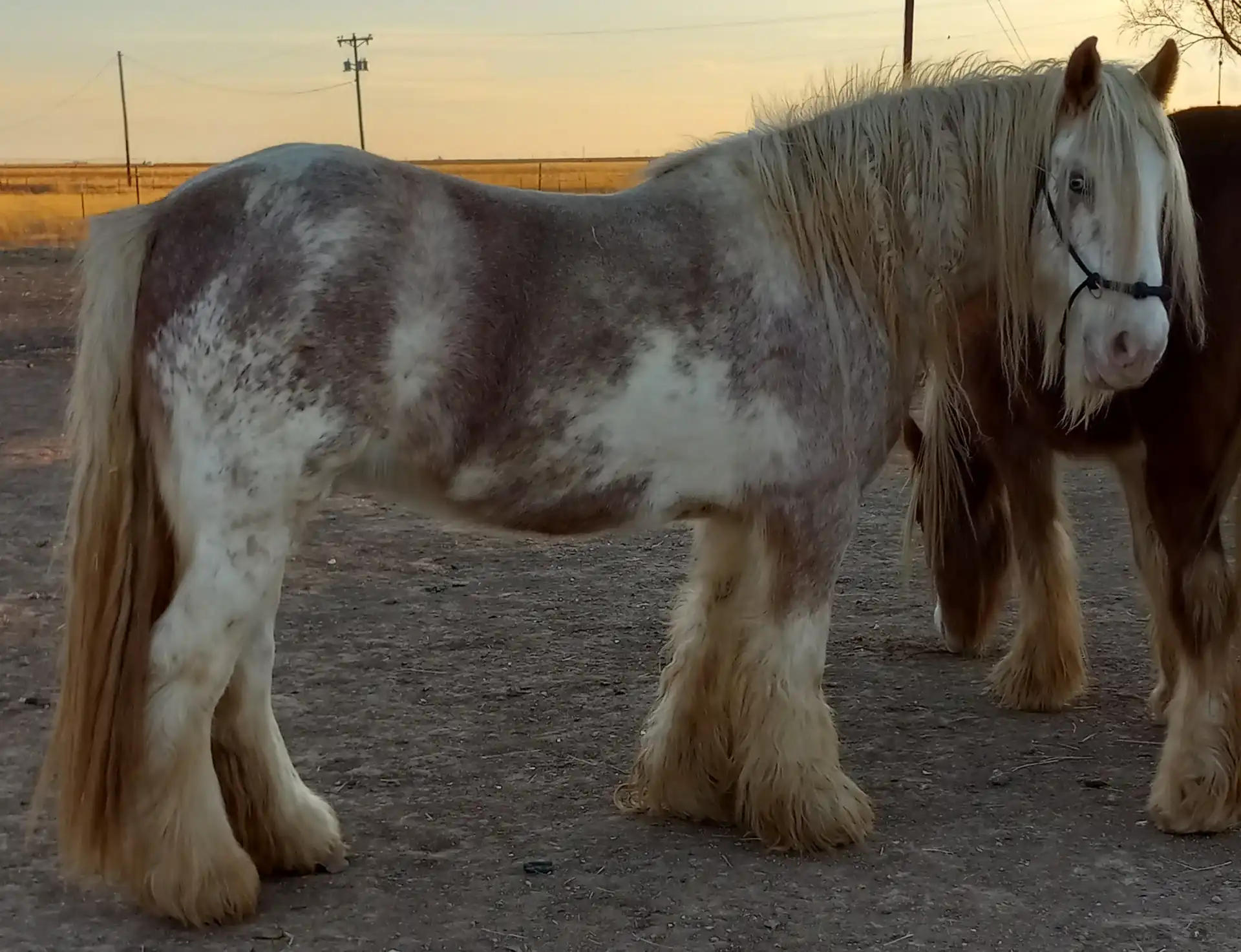 SD Pink Champaign - Media (Unknown)