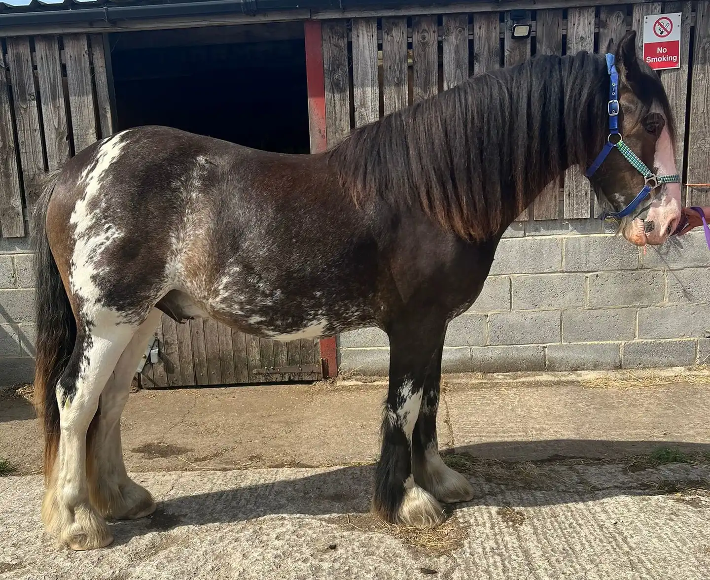 King Sior - Media (Unknown)