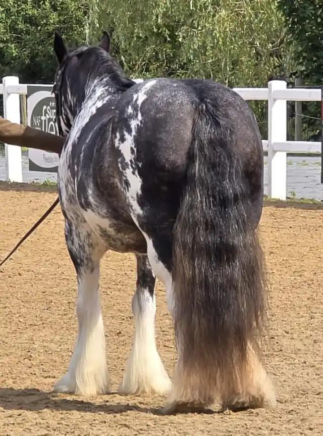 Ivy Cobsrock Psycho Sabino, from behind