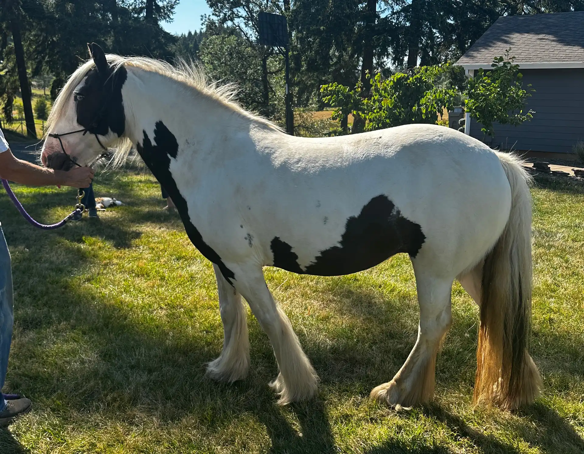 North Star Rose Royce - Media (Unknown)