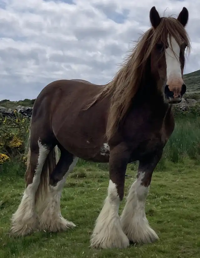 Rossmore Ronald, right side