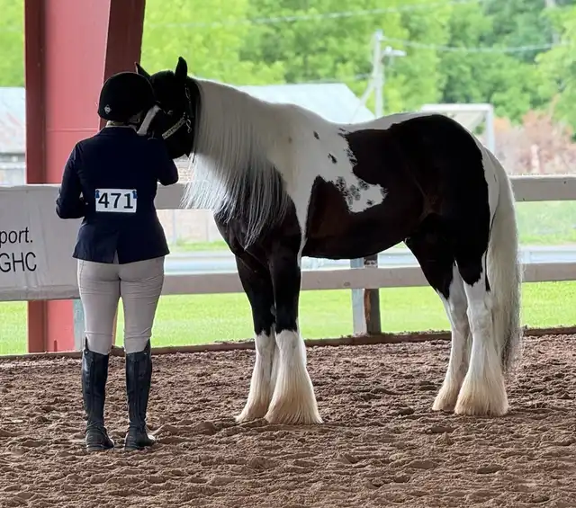 Rfm Gypsy Magics King Arthur of Alapocas - Media (Unknown)