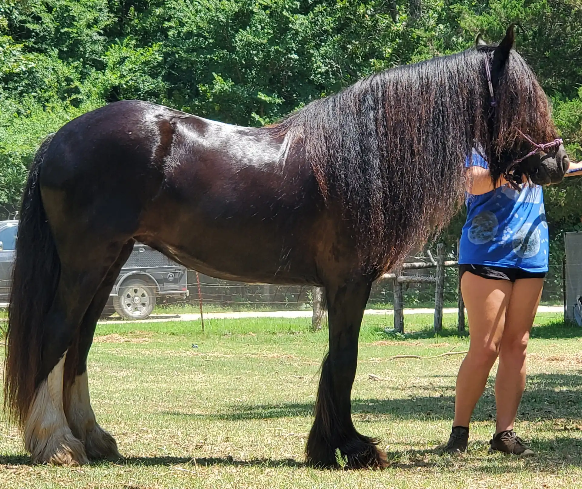 Rgr Shameless Indemnity - Media (Unknown)