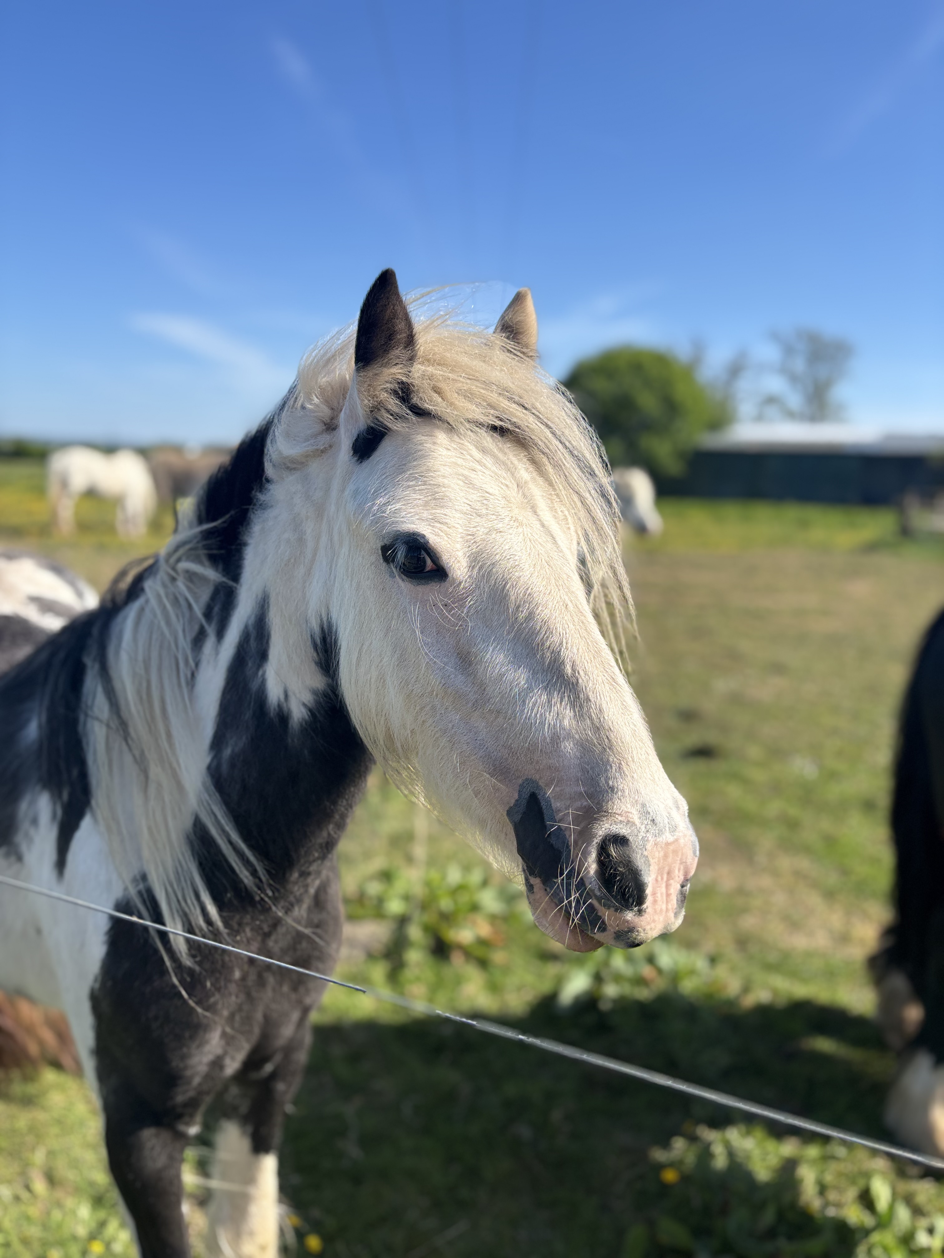 Wig Wam Bam - Media (Unknown)