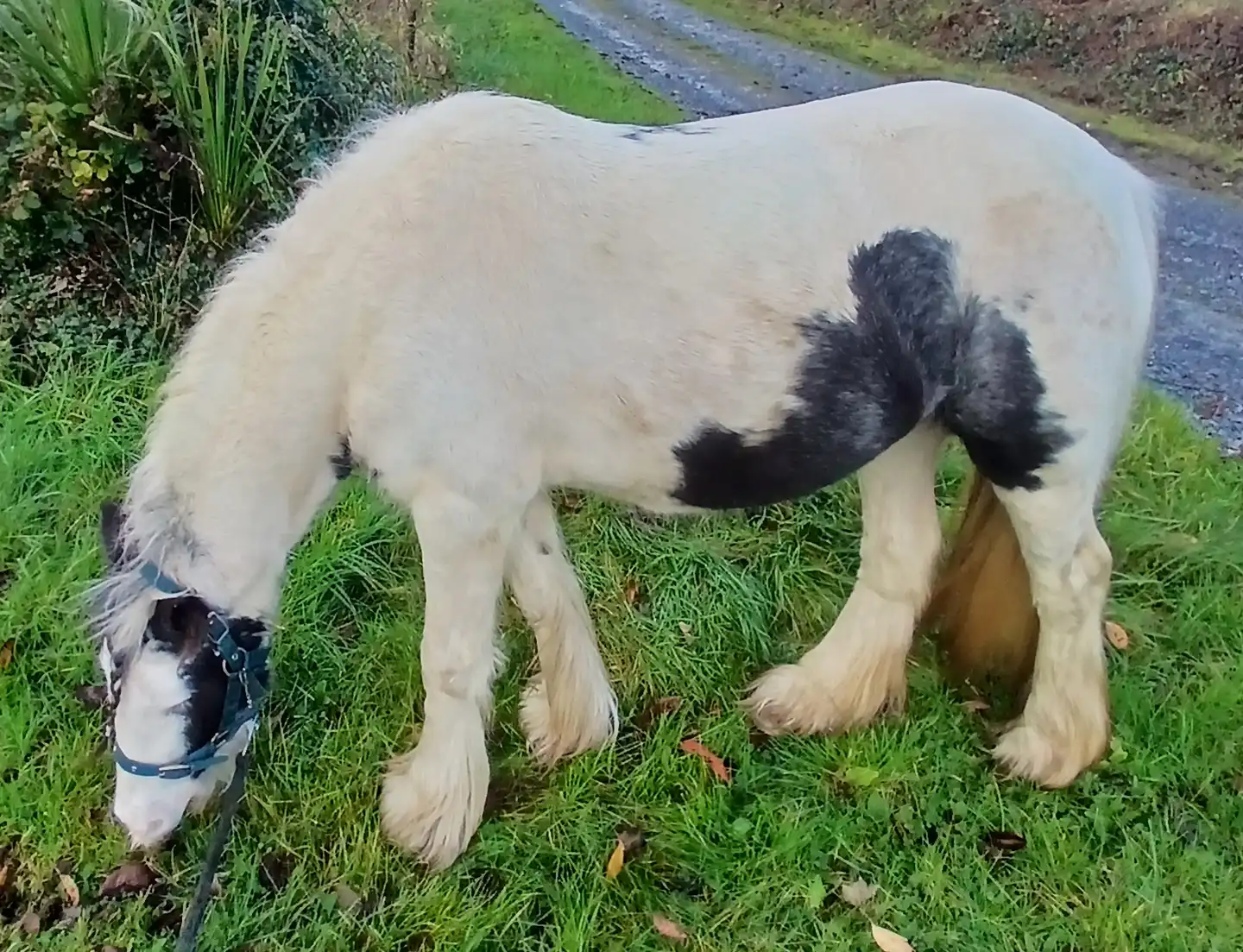 Lakeview Pandora - Media (Unknown)