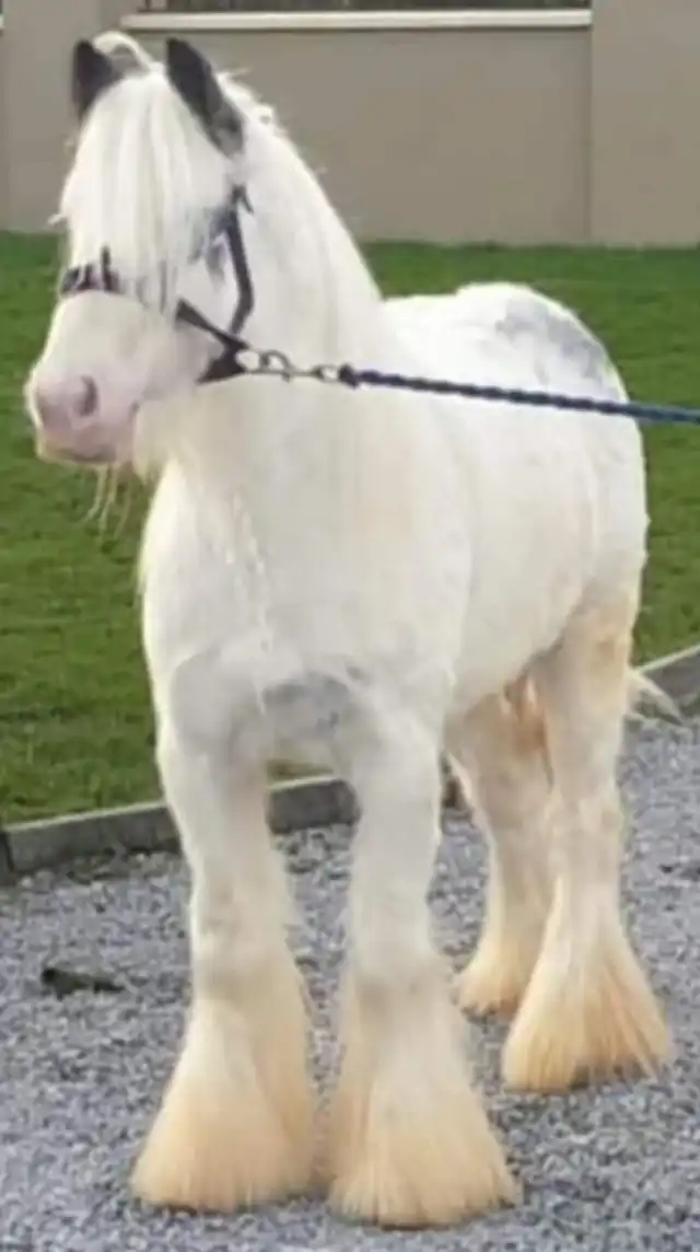 Verbal Pedigree - Media (2876)