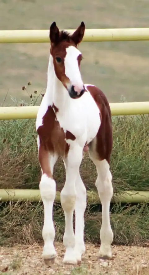 Blackshires Killian - Media (Unknown)