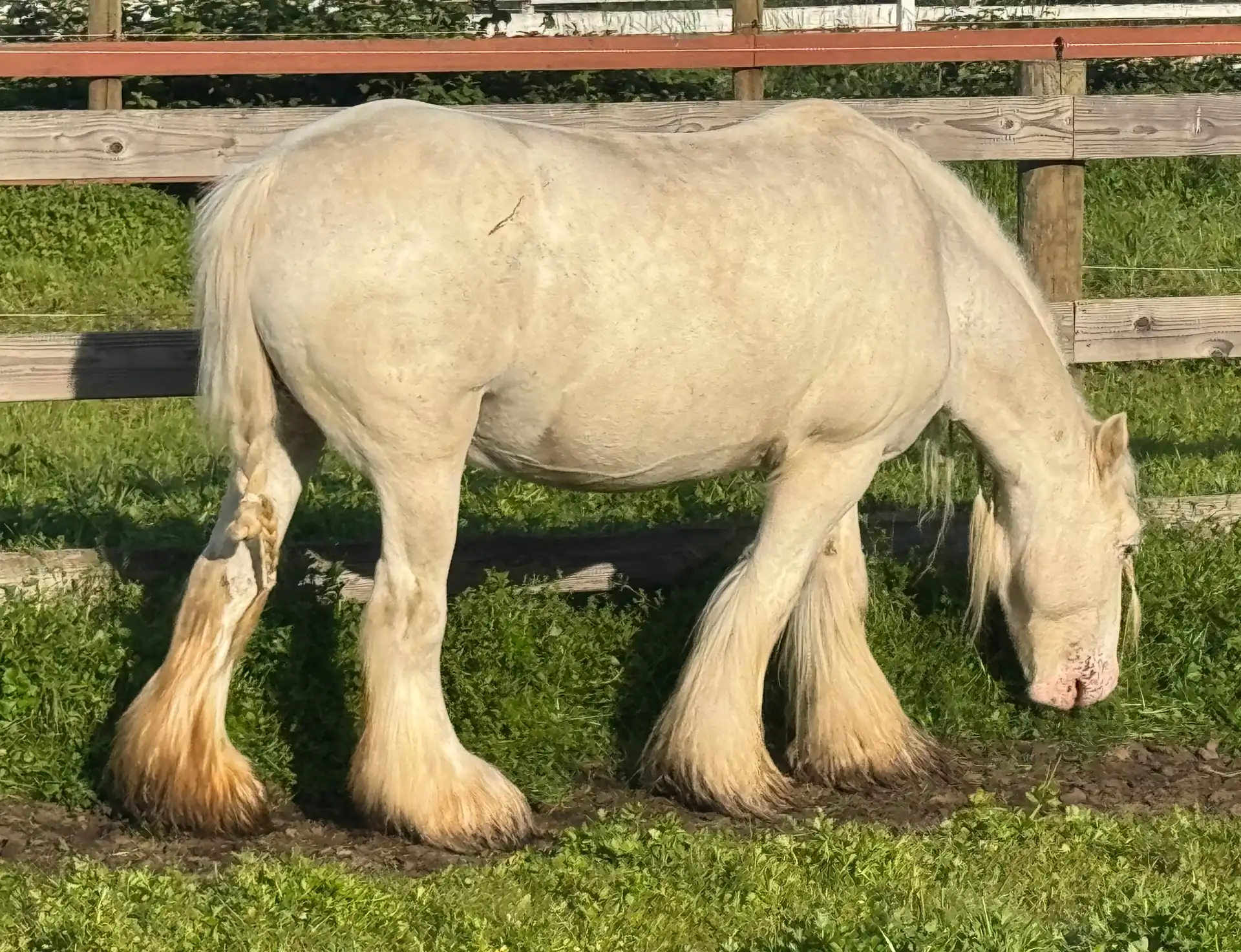 SD Connie’s Babe - Media (Unknown)