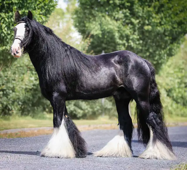 The Kerry Man - Media (Unknown)