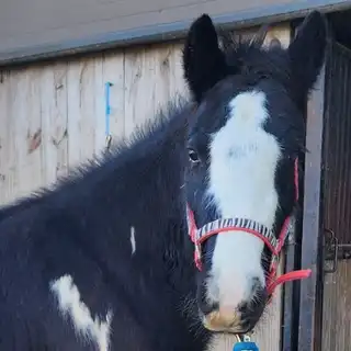 A Wizard's Spell Windsors Bexley - Media (Unknown)